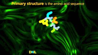 Protein Structure  University Of Surrey [upl. by Lemmy]