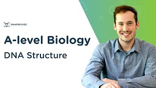 DNA Structure  Alevel Biology  OCR AQA Edexcel [upl. by Asir769]