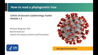 Module 13  How to read a phylogenetic tree [upl. by Ackley]