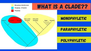 Monophyletic Paraphyletic and Polyphyletic [upl. by Lodovico717]