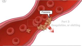 What Causes Blood Clots During Period  Blood Clots During Period  Large Blood Clots During Period [upl. by Katushka]