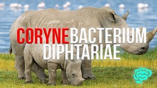 🔴 APPRENDRE EN 10 MIN LE CORYNEBACTERIUM DIPHTARIAE  DRAW MY MICROBES  DR ASTUCE [upl. by Nyleaj]