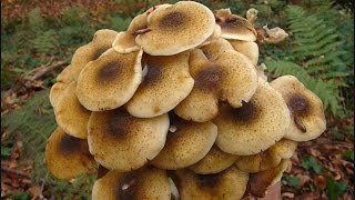 Armillaria mellea  PUZA [upl. by Suiradal715]