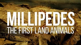 Millipedes The First Land Animals [upl. by Line]