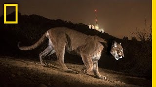 Cougars From the Mountains to Hollywood  Nat Geo Live [upl. by Eillod]