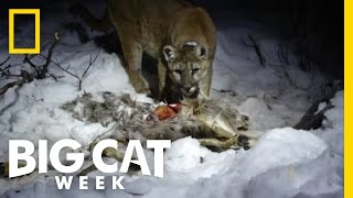 Eat Like a Cougar  Big Cat Week [upl. by Anes950]