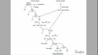 🔴 LEXPLICATION LA PLUS CLAIRE  CASCADE COAGULATION   DR ASTUCE [upl. by Hcone]