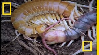 Giant Centipede  National Geographic [upl. by Aromat]