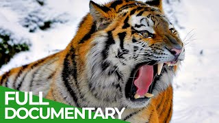 Wildlife  Episode 1 Tiger Lion Leopard amp Jaguar  The Four Big Cats  Free Documentary Nature [upl. by Ariajaj258]