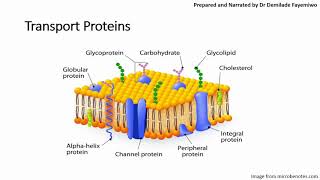 Chapter 41 Cell Membranes and Transport Phospholipids and Cell Signaling [upl. by Nnairret333]