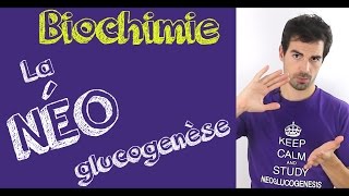 Cours de biochimie La néoglucogenèse [upl. by Ynavoj]