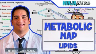 Metabolism  The Metabolic Map Lipids [upl. by Tamra]