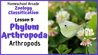 What are Arthropods  Phylum Arthropoda [upl. by Ahtilat]