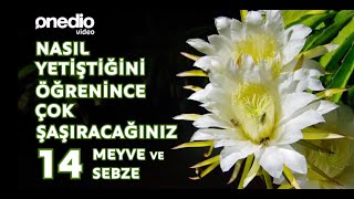 Nasıl Yetiştiğini Öğrenince Çok Şaşıracağınız 14 Sebze ve Meyve [upl. by Herzberg]