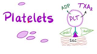 Platelets count Calculation through Neubauer Chamber [upl. by Jolda]