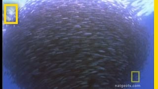 Bluefin Tuna Eat Bait Ball  National Geographic [upl. by Baldridge]