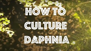 How To Culture Daphnia Magna [upl. by Helbonna]