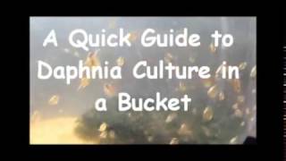 How to culture daphnia outside [upl. by Snider]