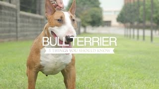 BULL TERRIER FIVE THINGS YOU SHOULD KNOW [upl. by Assirialc]