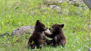 Nature Bear cubs [upl. by Galvan]