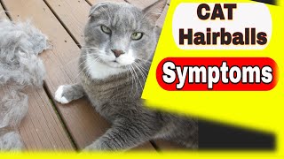 Cat Hairballs  Cat Hairballs Symptoms and Treatment [upl. by Bard500]