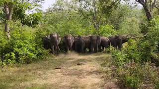 elephantJimCorbettNationalPark🐘🐘🐘🐘🐘🐘 [upl. by Shaum]