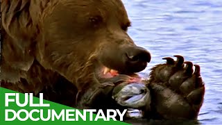 Majestic Bears of Alaska amp British Columbia  Free Documentary Nature [upl. by Sollie]