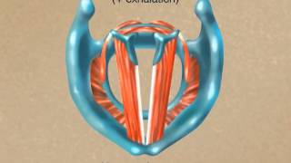 How the Larynx Produces Sound [upl. by Ennayt]