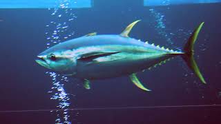 Facts The Yellowfin Tuna [upl. by Asek595]