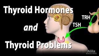 Thyroid Gland Hormones and Thyroid Problems Animation [upl. by Copeland]