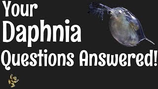 Daphnia Questions Answered [upl. by Edylc]