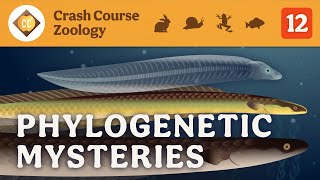 Phylogenetic Mysteries Crash Course Zoology 12 [upl. by Ylek]