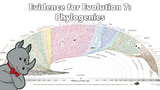 Evidence for Evolution  Phylogenetics [upl. by Maccarone]