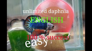 daphnia moina culture Easy way Unlimited production English  with sub Green water Chlorella [upl. by Ellette]