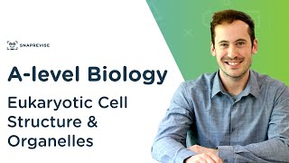 Eukaryotic Cell Structure amp Organelles  Alevel Biology  OCR AQA Edexcel [upl. by Ralf]