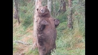 Giant fat bear at Brooks Falls [upl. by Undry]