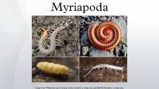 Myriapoda [upl. by Eibo]