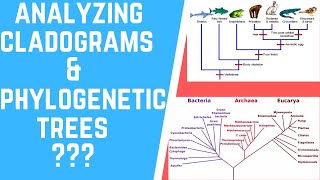 How to Analyze Cladograms amp Phylogenetic Trees [upl. by Kcirred]