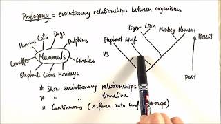 AS Biology  Phylogeny OCR A Chapter 103 [upl. by Polinski]