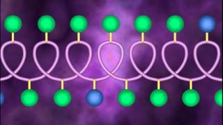 Protein Structure and Denaturation  A Level Biology [upl. by Nrubloc]