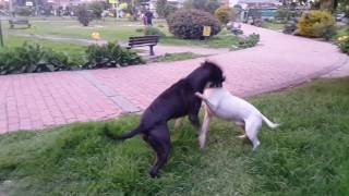 Pit bull Vs Bull Terrier [upl. by Eimmelc410]