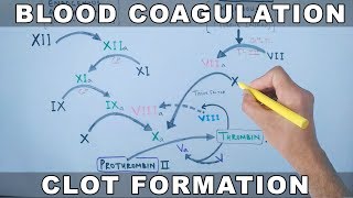 Coagulation Cascade  Intrinsic and Extrinsic Pathway [upl. by Teevens]