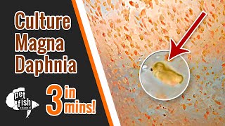 How to culture DAPHNIA MAGNA  The easy way [upl. by Eerrehs]