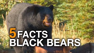 5 FACTS  Black Bears True Facts [upl. by Rolo]