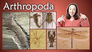 Arthropoda Pt 1 Chelicerata Crustacea Insecta Myriapoda Invertebrate Paleontology  GEO GIRL [upl. by Swinton821]