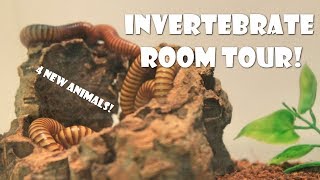 Invertebrate Room Tour [upl. by Garrek]