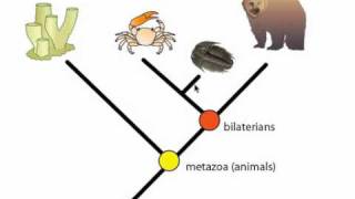 Phylogeny and Phylogentic Trees [upl. by Ricardama]