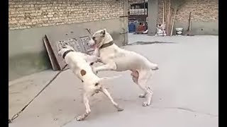 Pitbull attacks a Bully Kutta [upl. by Reld186]