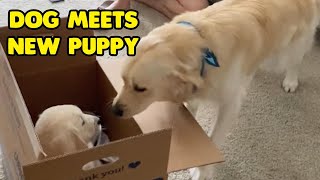 Dog Gets Excited To Meet New Puppy Brother [upl. by Kyred]