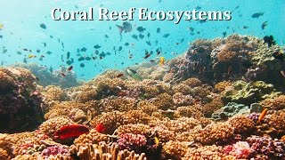 Coral Reef Ecosystems Human Impacts Pristine Reefs amp Conservation Strategies [upl. by Arries]